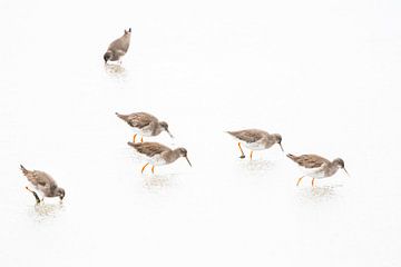 Tureluurs op het wad van Danny Slijfer Natuurfotografie