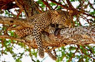 Leopard entspannt sich im Baum im Tarangire-Nationalpark von Daphne de Vries Miniaturansicht