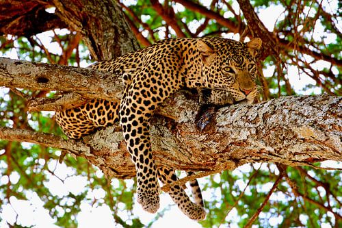 Un léopard se détend dans un arbre du parc national du Tarangiré