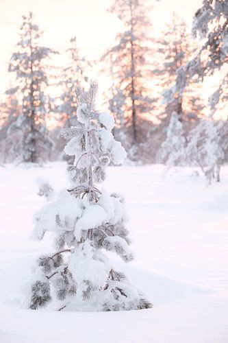 Winterstimmung, warmes Licht von der untergehenden Sonne