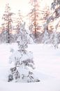 Winters sfeerbeeld, warm licht door ondergaande zon van Melissa Peltenburg thumbnail