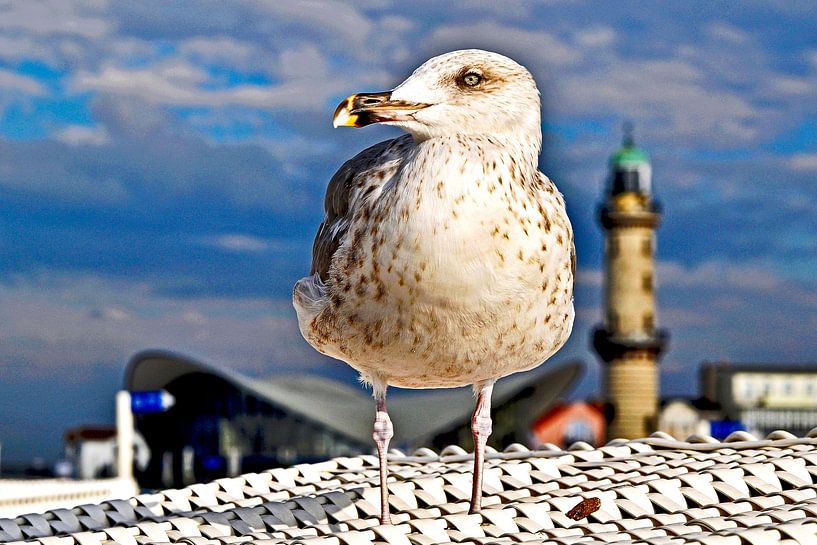 Mouette enchantée sur une chaise de plage par Silva Wischeropp