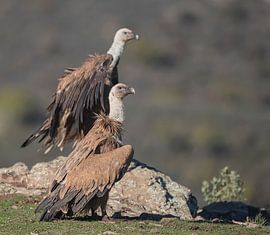 Vale gier / Griffon vulture van Pascal De Munck