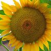 zonnebloem sunflower van Diana Edwards