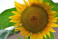 zonnebloem sunflower
