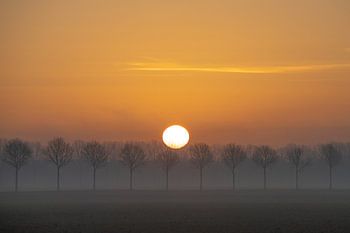 Sonnenaufgang, New Dordtse Biesbosch, Landschaften