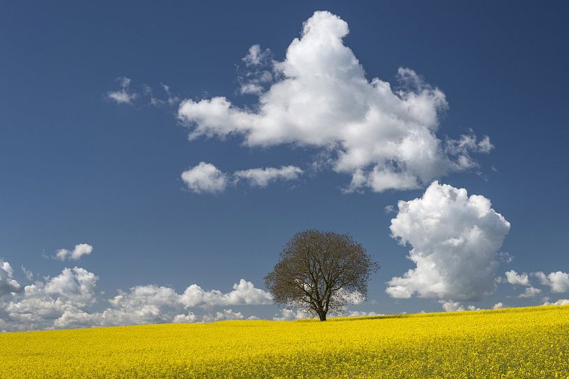Spring at Lake Constance by Walter G. Allgöwer