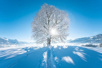 Wittelsbacher Höhe met linde in de winter met de Allgäuer Alpen en verse sneeuw van Leo Schindzielorz