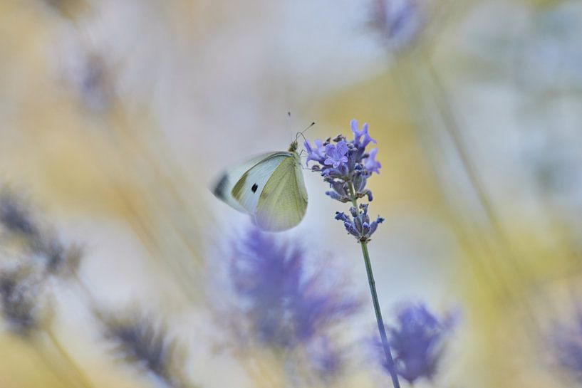 Monique Visser Schmetterling von Monique Visser