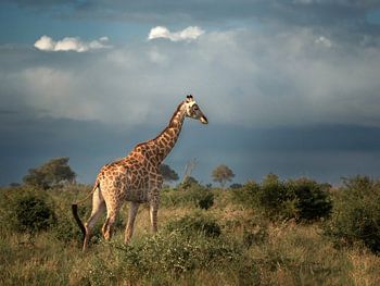 Giraffe in het vroege ochtend licht