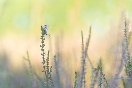 vlinder in de Drentse heide