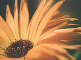 Orange Flower in Dark Environment Close-up Macro by Art By Dominic