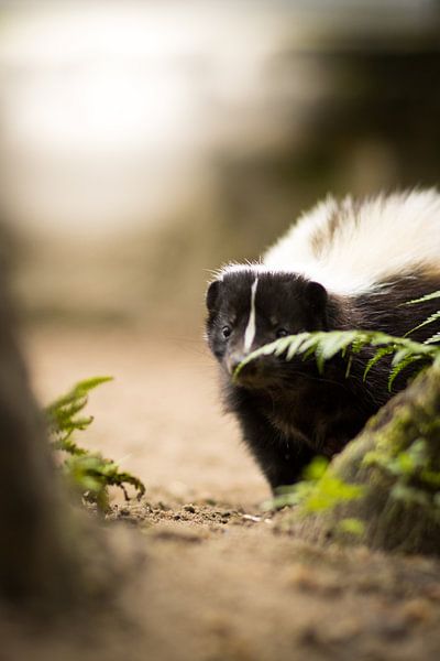 Skunk before breakfast by Tierfotografie.Harz
