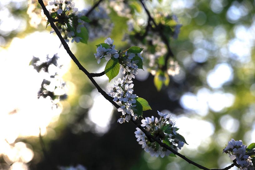 Printemps par Thomas Jäger