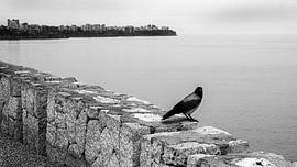 Crow looks out over the Mediterranean from Antalya by Flatfield