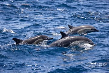 Dauphins sur la côte de Long Beach en Californie