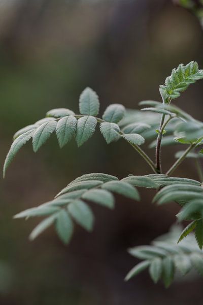 Groen op groen van Struinkunst