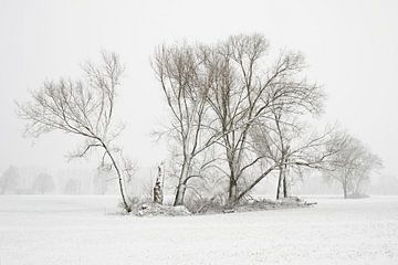 Bäume und Feldgehölz im Winter im Schnee von wunderbare Erde
