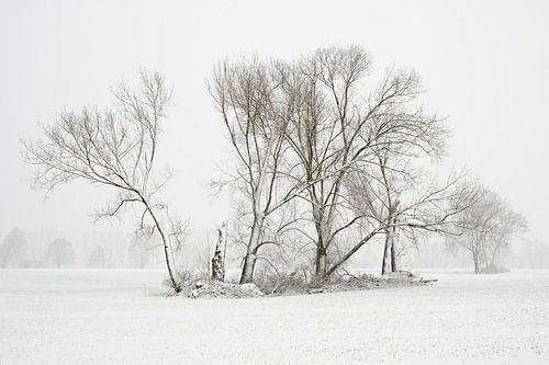 Bäume und Feldgehölz im Winter im Schnee