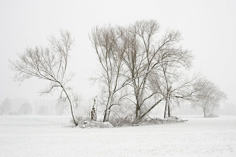 Bäume und Feldgehölz im Winter im Schnee van wunderbare Erde