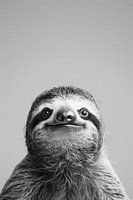Sloth