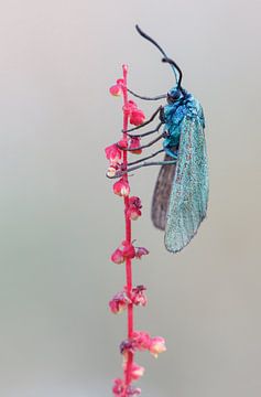 Papillon de repas sur Rick Willemsen