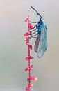 Metaal butterfly by Rick Willemsen thumbnail