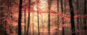 Herbstlicher Waldeindruck .