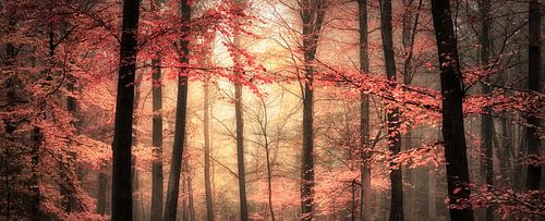 Herfstbos impression .