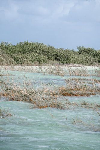Fluistering van de Wind Natuurlijke Harmonie Mexico