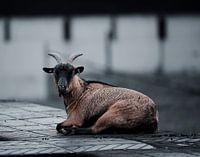 A goat enjoys peaceful rest