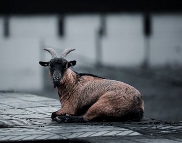 Een geit geniet van vredige rust