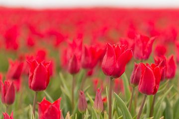 Rode tulpen als achtergrond foto van Tonko Oosterink