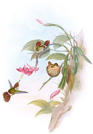 Rumpfe Coquette, John Gould von Hummingbirds