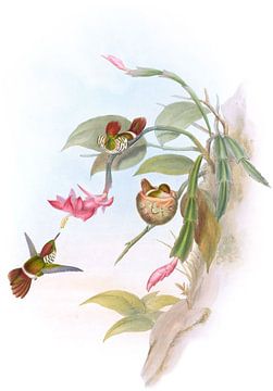 Frilled Coquette, John Gould van Hummingbirds