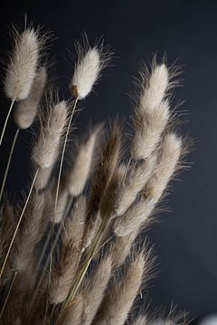 Close-up droogbloemen