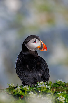 Portrait d'un macareux moine