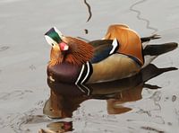Tangerine Duck