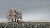 Winter Tree van -Léon - thumbnail