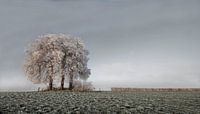 Winter Tree