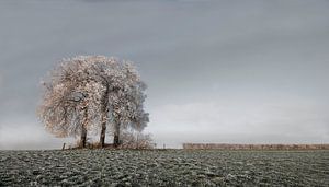 Winterbaum von -Léon -
