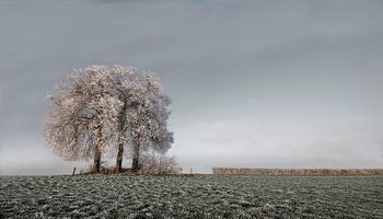Winter Tree