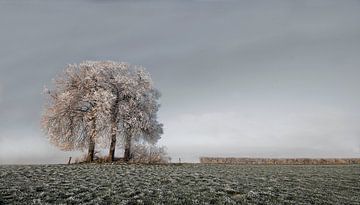 Winter Tree von -Léon -