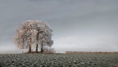 Arbre d'hiver sur -Léon -