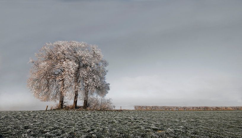 Winter Tree van -Léon -