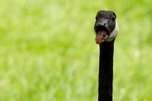 Canadese gans waakt