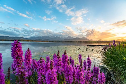 Bloemrijk uitzicht over het Hopenmeer tot aan de oostelijke Allgäuer Alpen om te zonnebaden