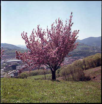 Cherry tree in Bilbao, Spain