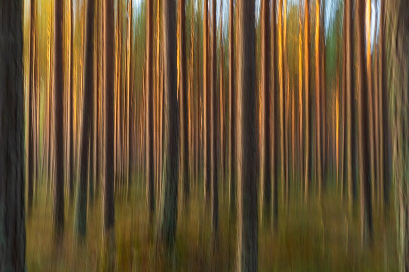 Abstrakter Wald ICM von Yanuschka | Fotografie Noordwijk