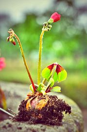 Bloembol die ontwaakt van Elly Michiels-Fleuren